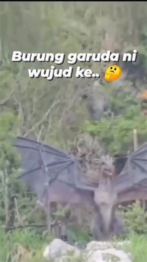 Burung garuda ni benar-benar wujud atau hanya cerita dongeng sahabat.. #fblifestyle #garuda #viral | Laman Shamsul Hanis