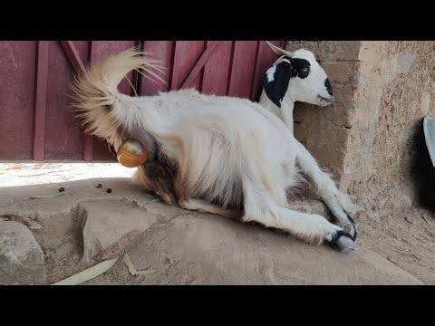 Animal Birth Process start to End