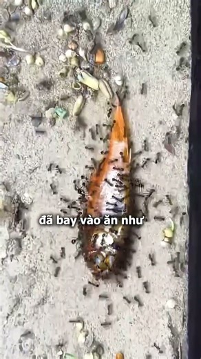 Đàn Kiến Và Con Cá Vàng
