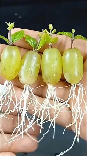 Grape Farming Tips for Beginners | Healthy Grape Plants