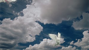 Two White Doves Animation Stock Footage SBV-307103572 - Storyblocks