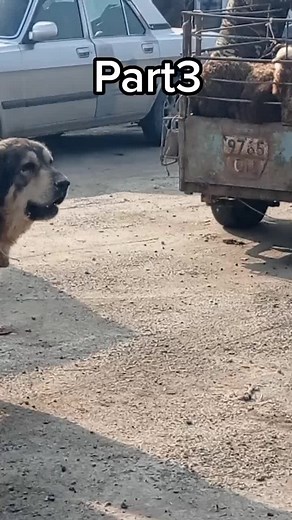 Large Adult Dog Featured in Outdoor Setting
