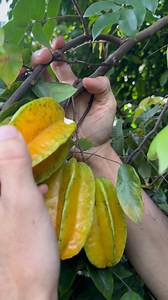 ¿CONOCES esta fruta? tiene forma de estrella 🤯🤩 #frutas #exoticas #curiosas #carambolo #tamarindoamarillo | Aguacatosos