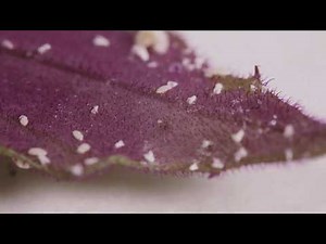 How To Kill Mealybugs