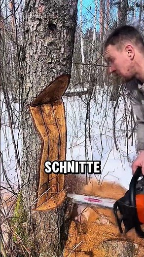 The crazy trick for felling trees 🤯