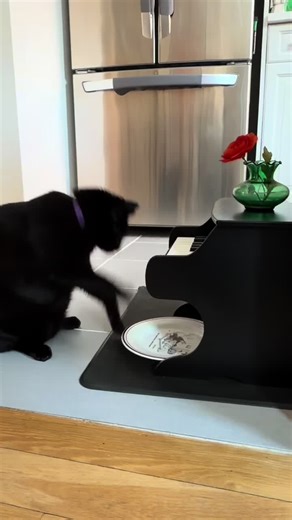 Relentless Pursuit of a Cat for Treats