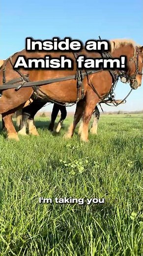 Inside an Amish Farm: 40,000 Pastured Chickens, ZERO Electricity #pastureraised #sustainableliving