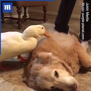 47K views · 2.4K reactions | Who knew ducks had such a soft spot for dogs 閭 via Jukin Media | Daily Mail Video | Facebook