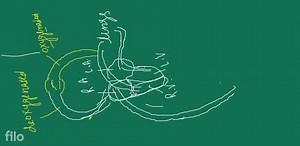 hepatic portal system(The hepatic portal vein carries blood fro... | Filo
