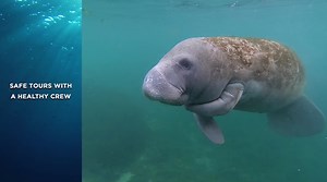 671 reactions · 126 shares | We're Back and the manatees are waiting for you to visit! Summer tours have been great, come see our grass restoration and incredible spring system! Booking: (352) 564-8687 | River Ventures - Swim with Manatees | Facebook