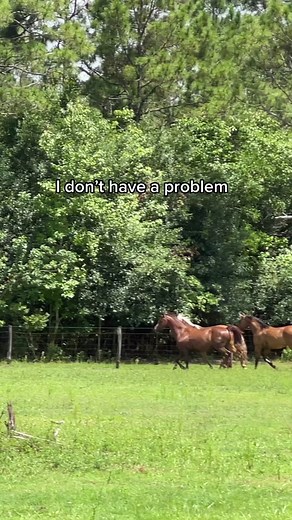 Just busy being a ✨ collector ✨ over here 🤪 #horse #horses #equine #equestrian #horsegirl #horsebarn #barnbuild #horsesoftiktok #equestrian