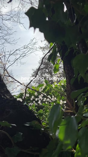 Welcome Spring: Beautiful Blossoms and Flowers