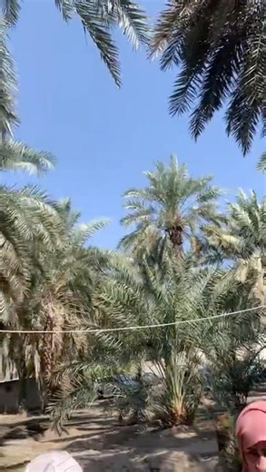 Garden of Usman (RA) #shortsfeed #madina #medina #youtubeshort #shortvideo #shorts #viral #short