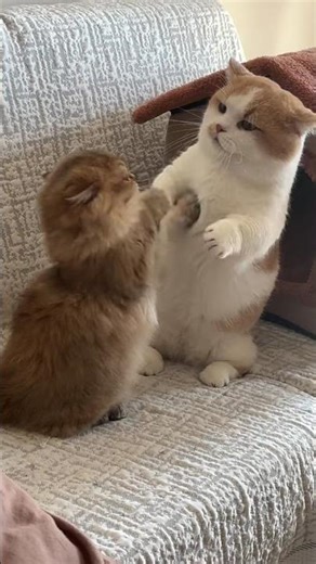 Don't fight anymore! #Pomeranian #PuppyGrowthDiary #CatLoving #cat #cute #pets