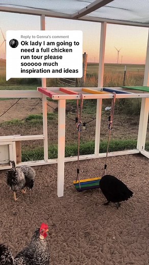 Replying to @Genna Adding different types of enrichment (and watching the chickens actually use it) is one of my favorite parts of chicken tending! I just recently added the playground, swing, and merry go round in this coop! They’ve also got a wall mount mealworm toy, xylophone,and a ladder roost (each run is unique)In time you’ll see the things your chickens enjoy and will be able to customize things to their liking! #chickenenrichment #chickenplayground #chickentok #backyardchickens #fyp #for