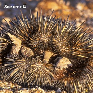 539K views · 1.1K reactions | The echidna has existed for millions of years, and is very cute... and very weird. | Seeker by The Verge | Facebook