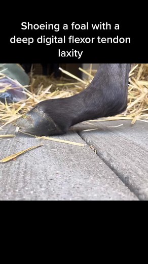 Foal Shoeing for Success with Sound Horse Tech