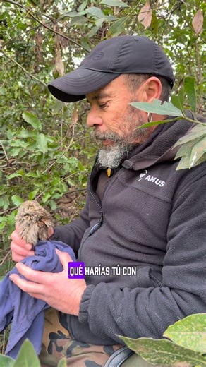 El autillo europeo (Otus scops) es uno de esos búhos que pasan desapercibidos a propósito. Pequeño, nocturno y un maestro del camuflaje, durante el día parece un trozo más de corteza siendo parte de los árboles donde habita. Se alimenta sobre todo de insectos —saltamontes, polillas, escarabajos— y completa el menú con pequeños vertebrados cuando puede. Es un aliado silencioso del campo y de los pueblos, muy ligado a zonas arboladas, huertos y entornos rurales. Cría en huecos de árboles, cajas ni