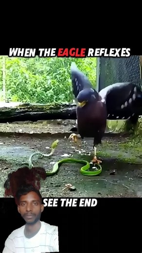 #cute snake #animals #trending short video