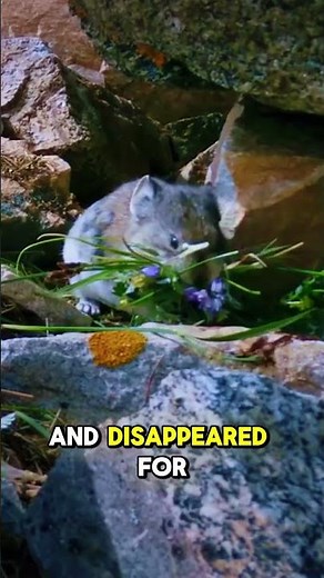 The Rarest and Cutest Animal in the World!