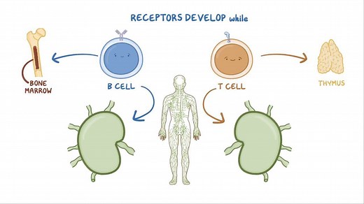 Video: B- and T-cell memory - Video Explanation! | Osmosis | Osmosis