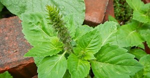 How I Made a Holy Basil Tincture