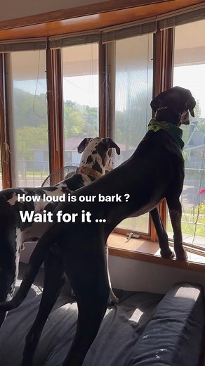 Get off our sidewalk!!! #BarkingDog #BigDogs #GreatDane | Larry_the_great_dane