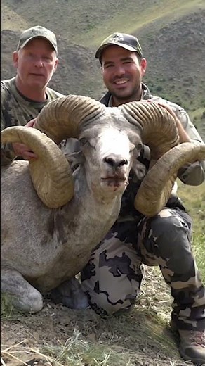 GIANT GOBI ARGALI RAM 💯