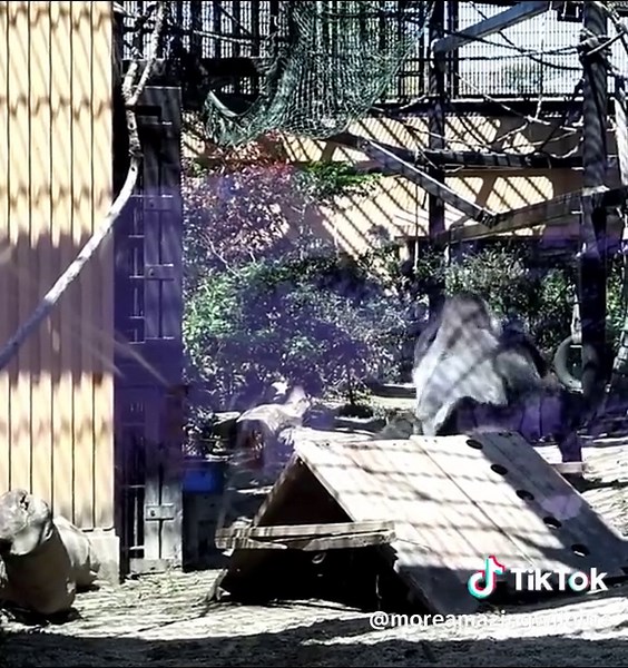 Gorillas Fighting - Exciting Animal Encounter