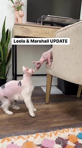 143K views · 12K reactions | My cat Leela is having a rough time adjusting to our new kitten, Marshall  #sphynx #hairlesscat #pets #kittens #catsofinstagram | Lindsey Kuzmin | Facebook