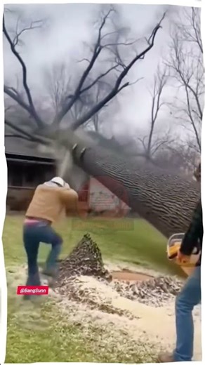 Fatal Tree Cutting Accident! Tree Falls and Hits a House