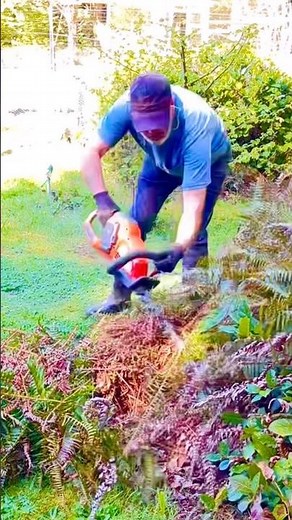 Sword Fern pruning time #nature #gardenplants #outdoorplants #ferns