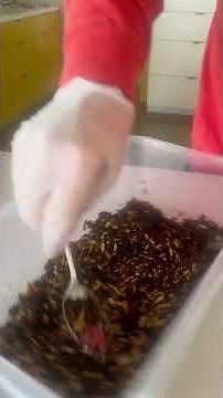 Instructional Vid 3: Transferring mycelium grain to substrate in growing chamber