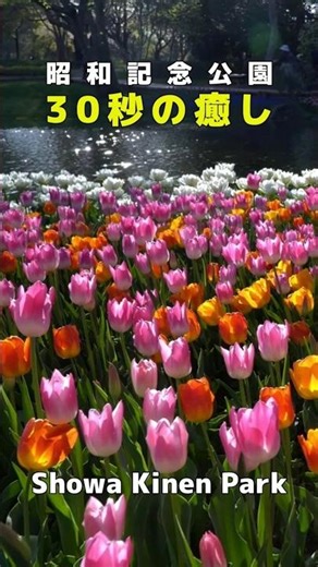 【4K】Stunning Tulips at Showa Kinen Park in Tokyo 🌷 #shorts