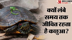 Tortoise Age: पृथ्वी पर सबसे लंबे समय तक जीवित रहता है यह जीव, आखिर क्यों इतने खास होते हैं कछुए