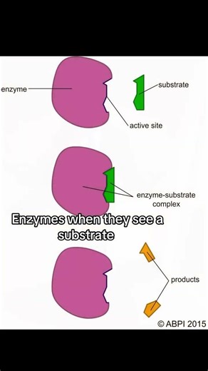 #alevelbiology #biologyexplained #alevelbiologyrevision #enzymes #science