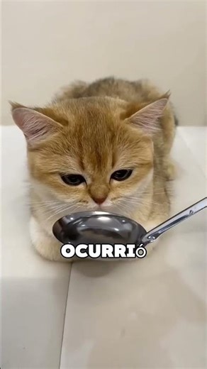 She tricked her cats into drinking water 😱