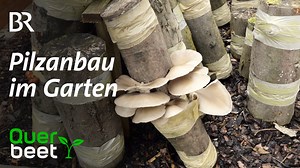 85K views · 990 reactions | Pilze im Garten anbauen Pilze isst Otmar Diez für sein Leben gern… Damit es immer ausreichend davon gibt, beimpft der Gärtner regelmäßig Holzstämme in seinem Garten. Mehr im Video: | Querbeet | Facebook