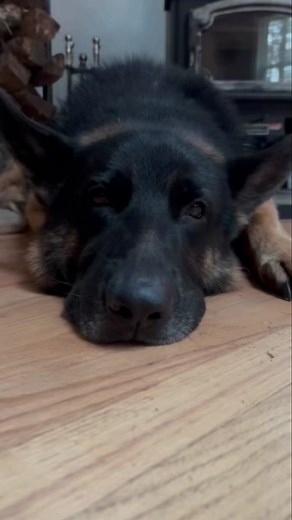 Something AWKWARD happened to this German Shepherd today at the park 🥺 IT’S ALMOST TIME! FINALLY!! 🙌🏽🧸♥️ The PRE-ORDERS FOR MOOSIE PLUSHIES WILL BEGIN ON THANKSGIVING and END DECEMBER 15th! 🙌🏽♥️😃 Remember guys this is a PRE-order! After you place your orders they will go into production and will be made specially for you! Then Moosie will be ready for adoption and shipped out to you in early spring. They will be worth the wait! I Promise! 🤞🏽Moosie is so stinking cute!! 🥰🥰 Make sure yo