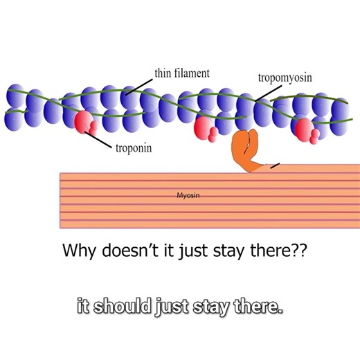 78K views · 678 reactions | How does muscle energy work?!  | The Action Lab | Facebook