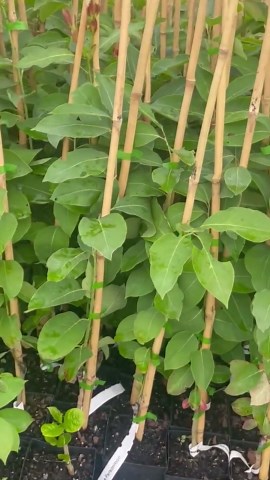 Jiro Fuyu Persimmon Tree | Non-astringent, Self-pollinating Asian Fruit Tree | Sweet, Crisp Fall Fruit - Etsy