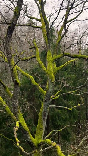 Calm walk by the tall mossy tree tops #talltrees #moss