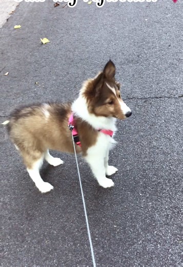 Adventurous Sheltie Puppy Climbs a Mountain