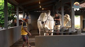 47K views · 1.3K reactions | Deg-deg an !! Timbang Sapi Po/lokal di Kandang Setia Farm | SETIA FARM | Facebook