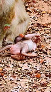 7.7K views · 548 reactions | MG...MG... newborn baby monkey lie-down to begging milk | MonkeyCamp | Facebook