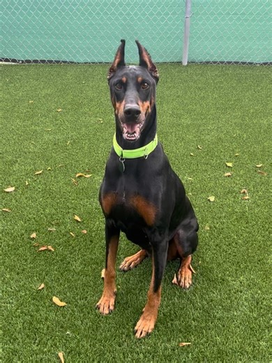 Doberman Rescue League, Inc. on Reels