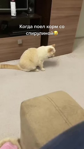 Keks (@kekson_2021)’s videos with