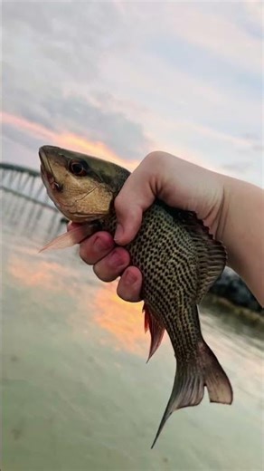 Caught a nice mangrove snapper today 😎🎣