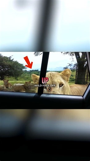 Lion Opened the Car Door! 😱🦁