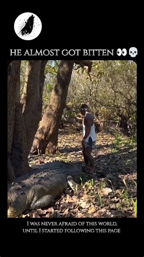 wierd_world on Instagram: "Crocodiles are formidable apex predators that have remained largely unchanged for millions of years, earning them the title of "living fossils." These semi-aquatic reptiles are found in tropical regions across Africa, Asia, the Americas, and Australia, where they inhabit rivers, lakes, and sometimes saltwater environments. They are distinguished by their long snouts, powerful tails, and thick, armored skin composed of bony plates called osteoderms. Unlike many other re